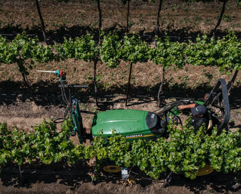 How Machines Can Help Grape Industry Survive Labor Shortages