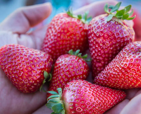 Two New Strawberry Varieties Released From the UC Davis Strawberry Breeding Program